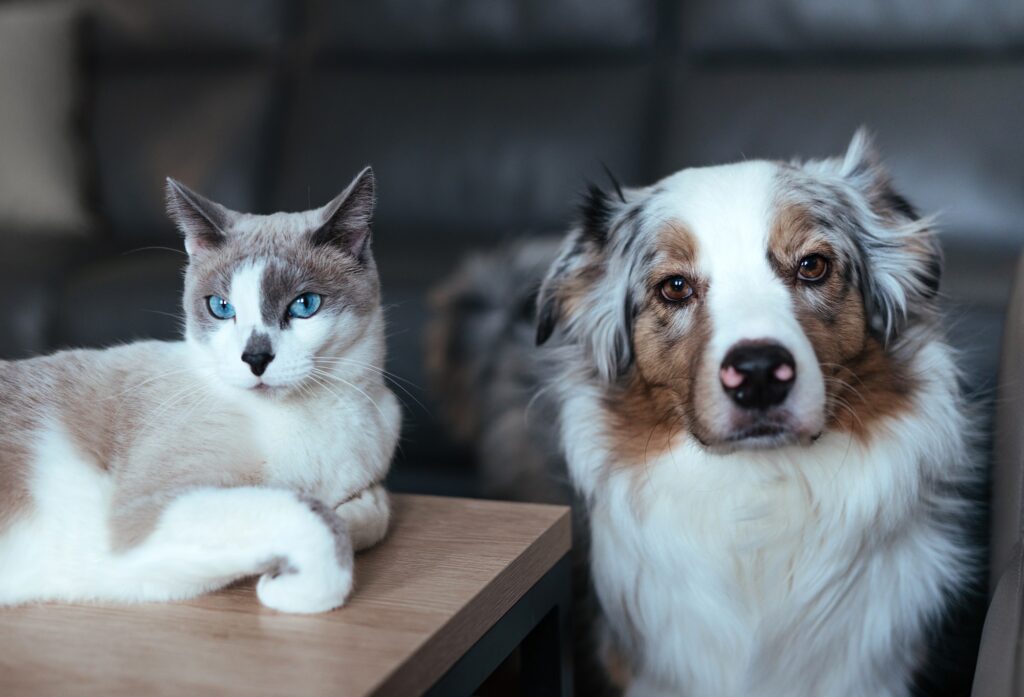 Dog and cat live together