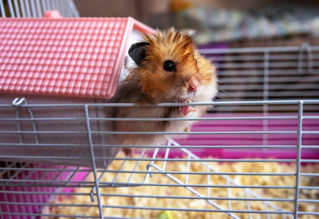 Syrian ginger hamster, red cute hamster, Hamster pink house and cage